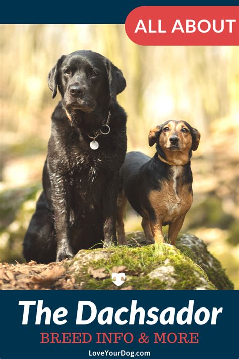 dachshund labrador retriever mix dachsador breed overview lab mix puppies smartest dog