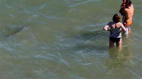 Shark Myrtle Beach Tourist Snaps Photo Of Sharks Next To Swimmers