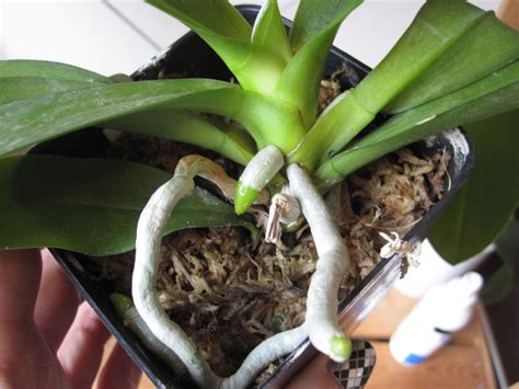 How To Recognize Orchid Roots And Orchid Spikes Part Deux Photos