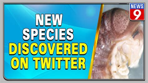 Incredible Discovery Of A New Species On Twitter Youtube