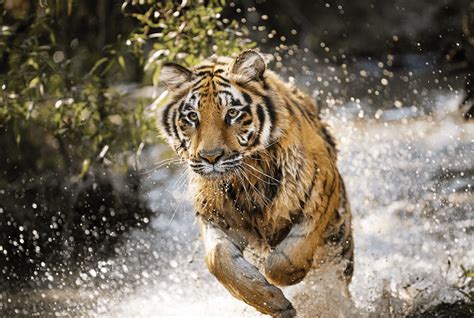 Discovery Inc Goes Wild For Tigers With Project Cat