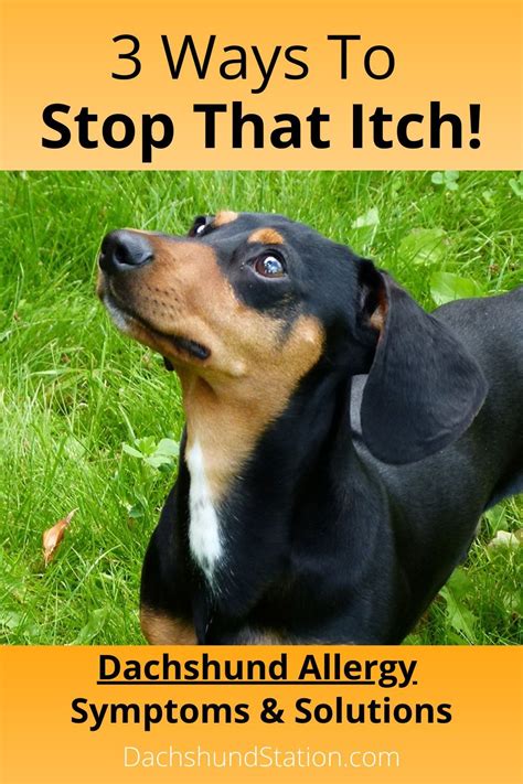 Itchy Dachshund Allergies 3 Solutions That Can Help Dachshund