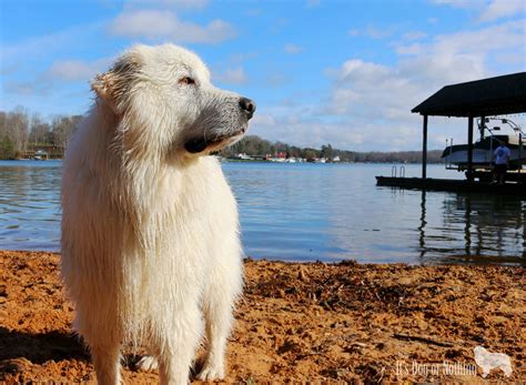 Great Pyrenees Dog House Plans