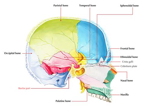 Occipital Skull