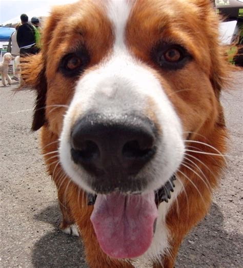 Dog Of The Day Melvin The Red Bernese Mountain Dog The Dogs Of