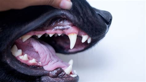 Pale Gums In Dogs Top Reasons And What To Do About It