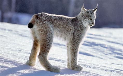 Canada Lynx Canadian Lynx Coniferous Forest