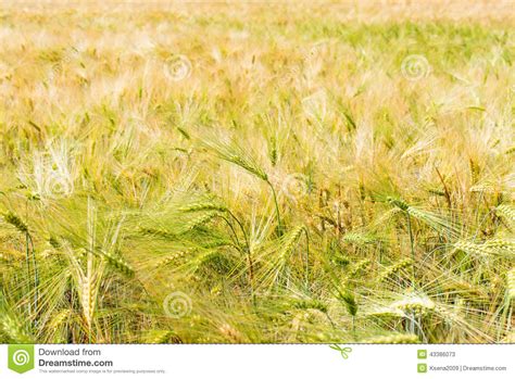 Wheat Field Illuminated By Rays Stock Image Image Of Growth