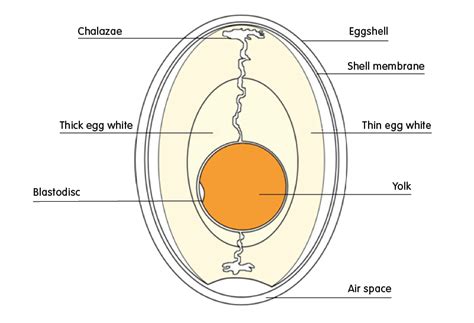 We offer as few as 50 labels to help small farmers look great! Ovyta - What are the parts of a chicken egg