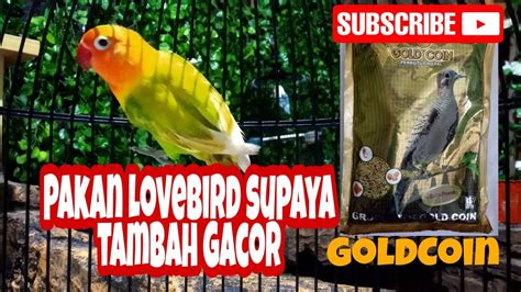 Pakan gold coin lovebird 5. Pakan Lovebird Fighter Goldcoin - Pakan Lovebird Paud Gacor Jebol Birahi Lovebird Youtube : # ...