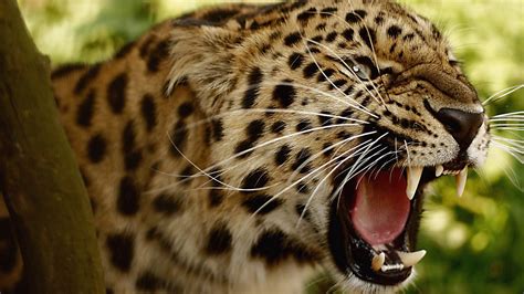 Wallpaper Leopard Teeth Face Big Cat Hd Picture Image