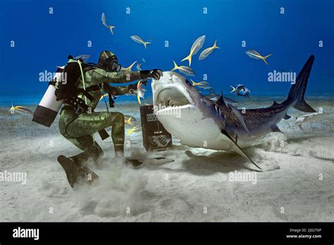 Shark Feeding Scuba Diver Feeds A Tiger Shark Galeocerdo Cuvier