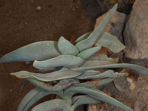 crassula perfoliata var coccinea sweet g d rowley plants of the world online kew science