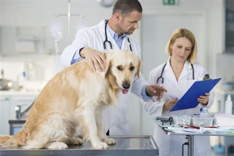 the pros and cons of being a veterinarian list foundation