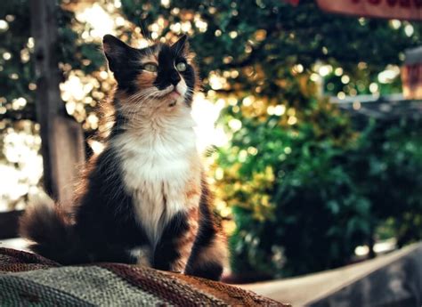 101 Awesome Calico Cat Names And Meanings Cat Mania