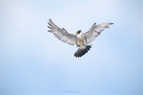 Peregrine Falcon — Greg Gard