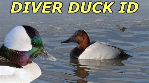 Diver Duck Id Hunting Boot Camp Youtube