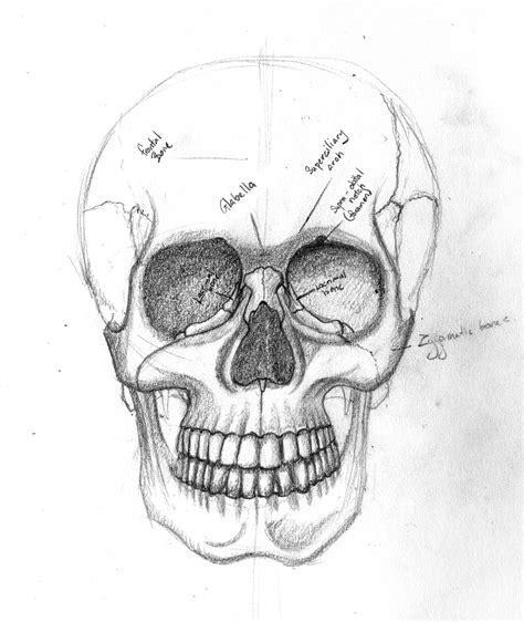 Skull Drawing By P R O L L Y On Deviantart