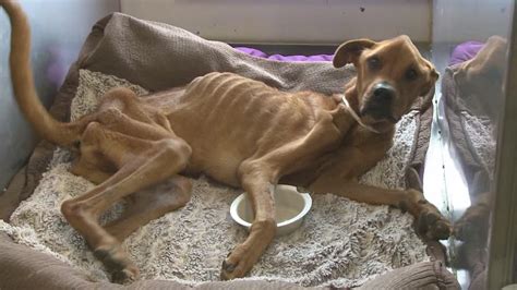 Emaciated Dogs Owner Speaks Out Youtube