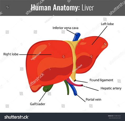 Detailed Liver Diagram Anatomy Of The Liver Stock Vector