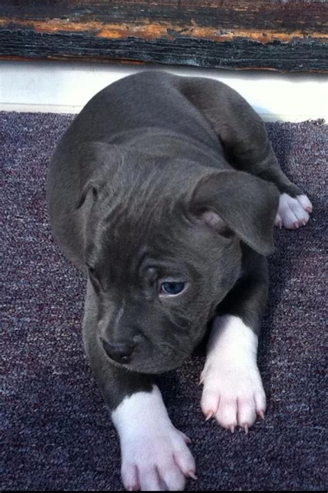Chiot puppy puppies american bully xl xxl bully pitbull a vendre for sale france belgique kennel élevage lion pride bully europe rednose tricolor red white blue nose pitbull puppies for sale. Pin by Kathy Welch on pits | Blue nose pitbull puppies, Pitbull puppy, Cute dogs