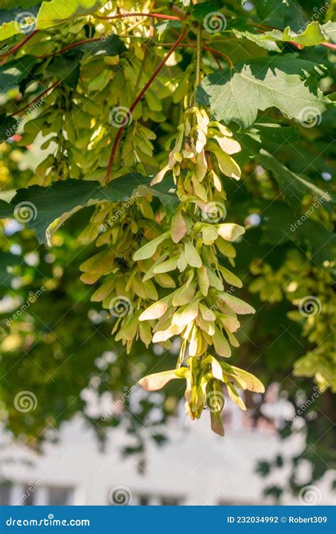 Acer Seeds On The Branch The Distinctive Fruits Are Called Samaras