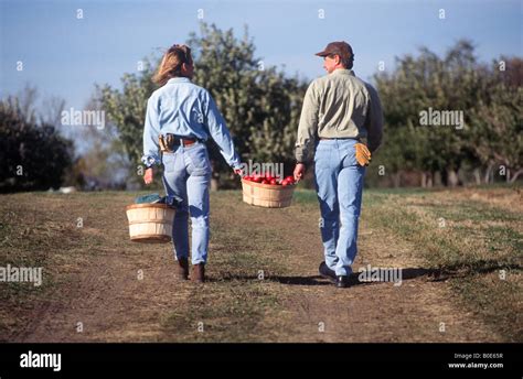 Woman And A Man Help Each Other Carry A Basket Of Ripe Apples During