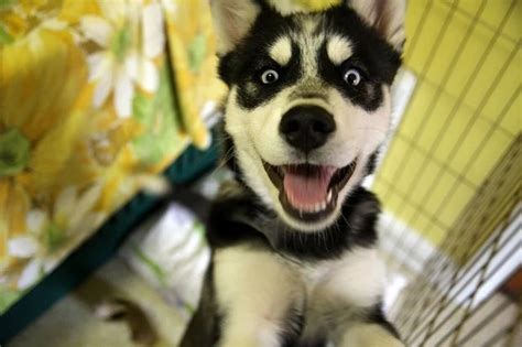 Pictures Of Dogs Who Look Really Excited