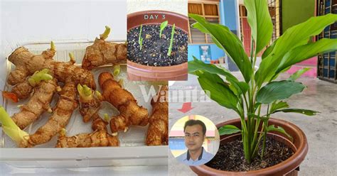 Kali haldi,black turmeric, black zedoary taburan kawasan tumbuh : Tip Tanam Pokok Kunyit, Siram Air Sedikit Dan Letak Tempat ...