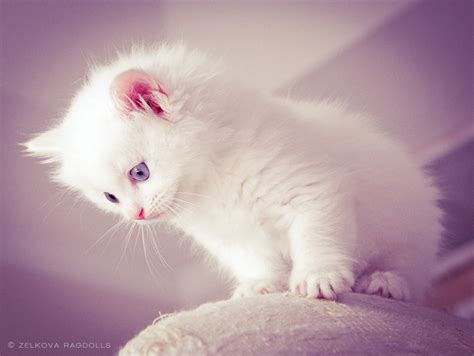 Fluffy White Kittens Cute Kittens Photo 41498867 Fanpop