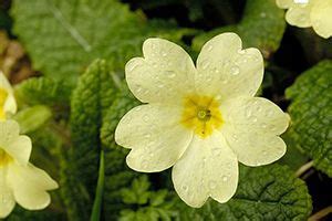 It is characterized by short stems, tufted basal leaves, and bright, colorful flowers which cluster on the stalks. Primrose | ASPCA