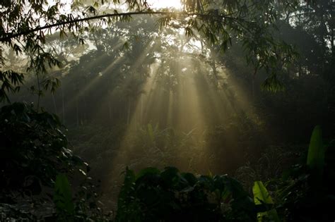 Kerakusan manusia dalam pembangunan bandar menyaksikan aktiviti pembalakan telah dilakukan secara berluasa. Pokok tropika tertinggi di dunia, meranti kuning 100 meter ...