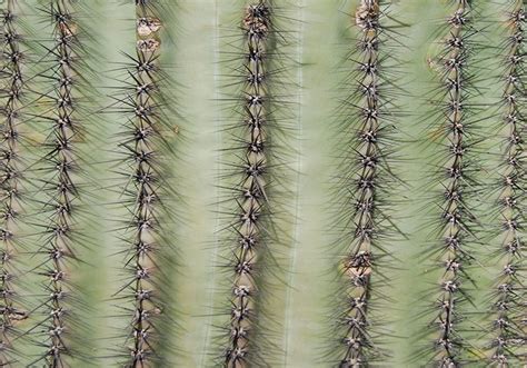 Prikly Green Cactus Texture Free Photoshop Textures At