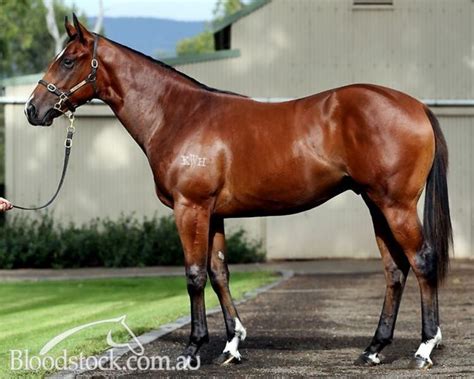 Bloodstock Listing Sold Bobs Sydney Metro Trained 3yo Son Of
