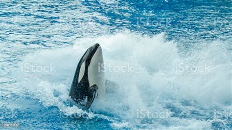 A Killer Whale Splashing Out Of The Water Stock Photo Download Image