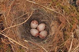 Both sexes build the nest, which is usually domed and within 3 to 10 feet of the ground. The charm of the Carolina wren | News | myeasternshoremd.com