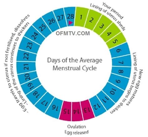 23 Days Period Cycle Hot Sex Picture