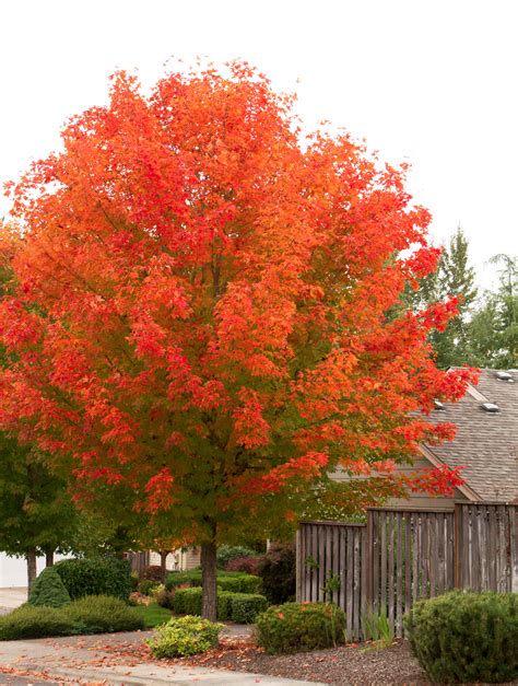 October Glory Red Maple Acer Rubrum Maple Tree Shade Trees