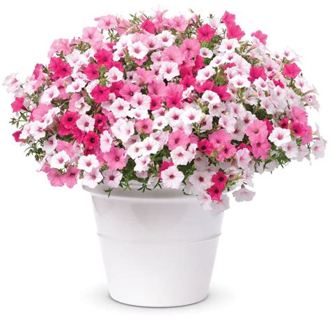 Above And Beyond Proven Winners Container Flowers