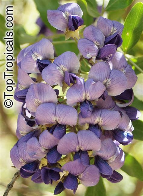 Whether growing the silver variety or the traditional green, you're sure to fall in love with texas mountain laurel, as. Sophora secundiflora, Texas Mountain-Laurel - TopTropicals.com