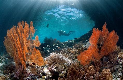 Diving Into Raja Ampat S Underwater Rainbow Wsj