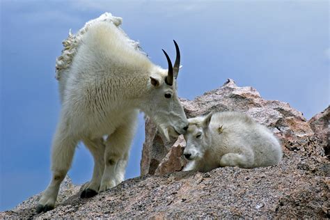 Mountain Goats Pentax User Photo Gallery