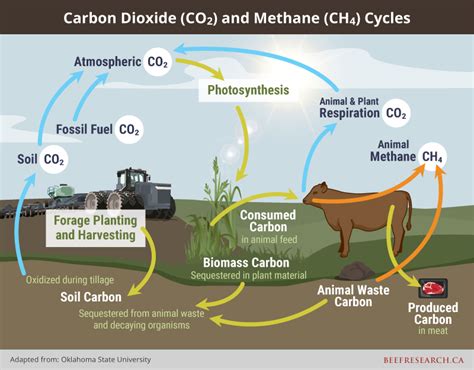 Beef Cattle The Carbon Cycle A New Webpage BeefResearch Ca