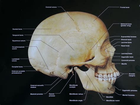 Bones Of The Skull Studyblue