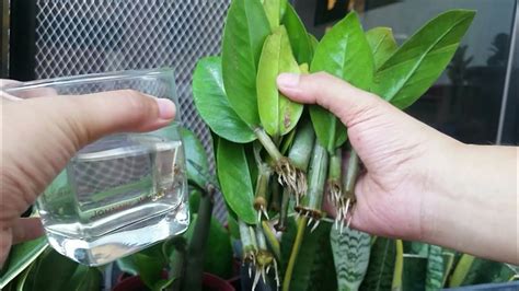 4 Parts Of Zz Plant Water Propagation Of Cuttings YouTube