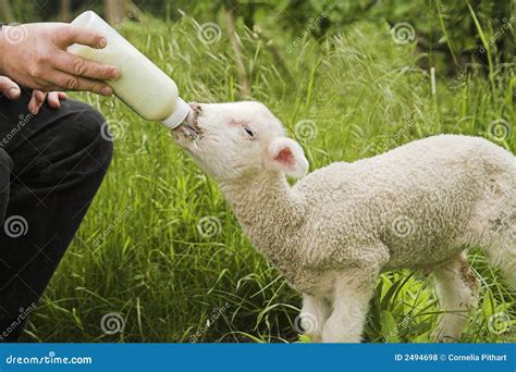 Lamb Feeding Royalty Free Stock Photos Image 2494698