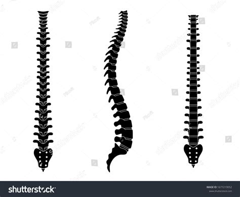 Human Spine Vector Illustration Backbone Vertebral Stock Vector