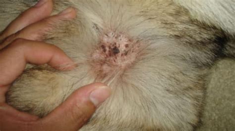 Scabs On Dog Crusty Raised Black Dry On Ears Back Head Tail