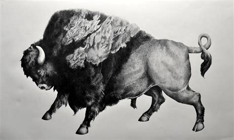 Bison Drawing By Alex M Petersen Fine Art America