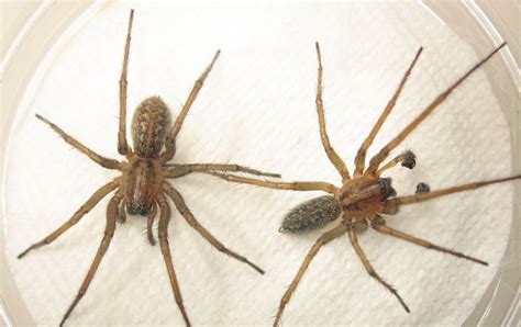 Giant House Spider Vs Hobo Spider Identification Bite Size